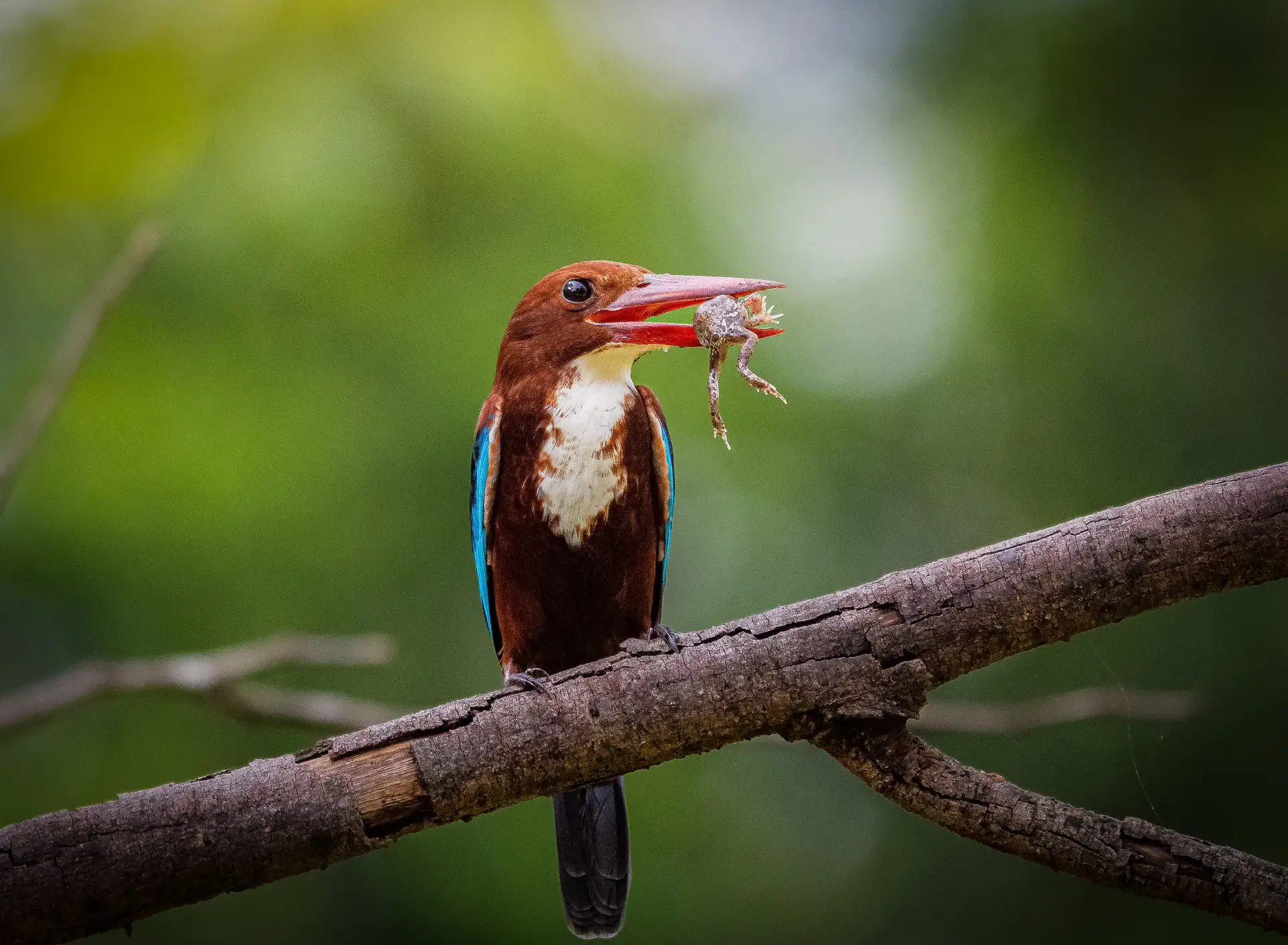 White-throated kingfisher with prey in its beak, Sri Lanka